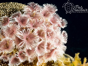 Love the bouquet of social feather duster worms...the col... by Patricia Sinclair 